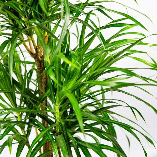 Драцена отогнутая Анита карусель Dracaena reflexa Anita carrousel 90/21