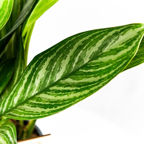 Аглаонема Страйпс Aglaonema Stripes 60/17