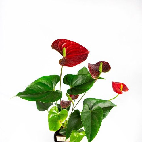 Антуриум Андре Алоха Ред Anthurium andraeanum Aloha Red 50/14 (Н)