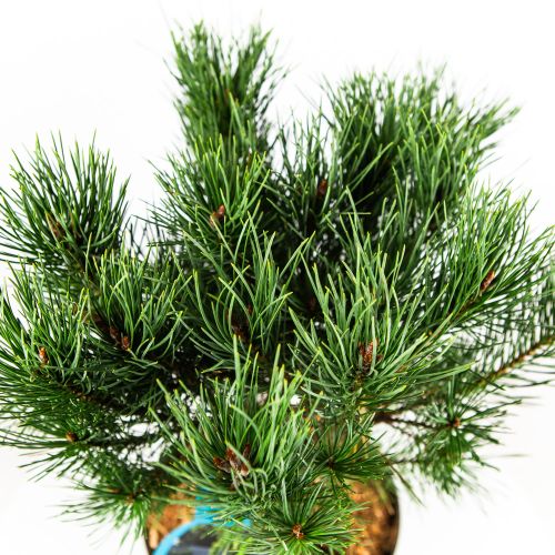 Сосна обыкновенная Ватерери Pinus sylvestris Watereri 5л (Н)