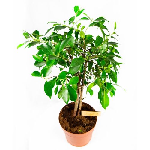 Фикус Бенджамина Нитида карусель на штамбе Ficus Be Nitida Carroussel on stem 80/21 (Н)