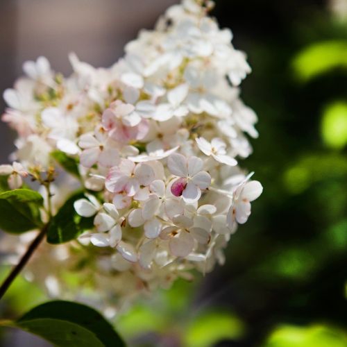 Гортензия метельчатая Ванилла Фрайз ШТАМБ 50/60 Hydrangea paniculata Vanille Fraise 7,5л (Н)