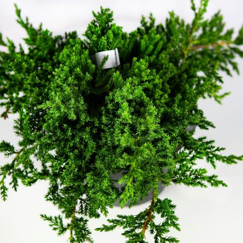 Можжевельник лежачий Нана Juniperus procumbens Nana 3л (Н)