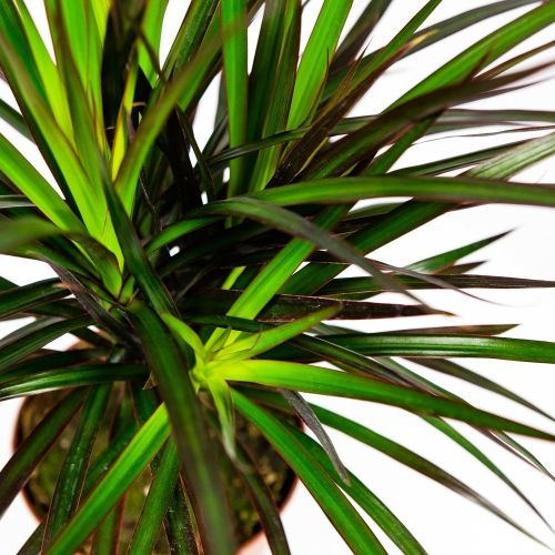 Драцена маргината Маджента Dracaena magenta 1рр /15 (Н)