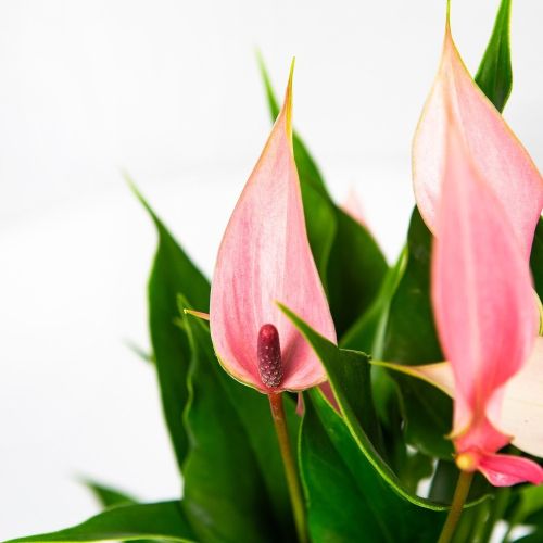 Антуриум Андре Лилли Anthurium andraeanum Lilli 3+ 30/10 (Н)