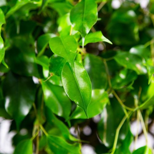 Фикус Бенджамина Экзотика спутанный Ficus benjamina Exotica mat 130/31 (Н)