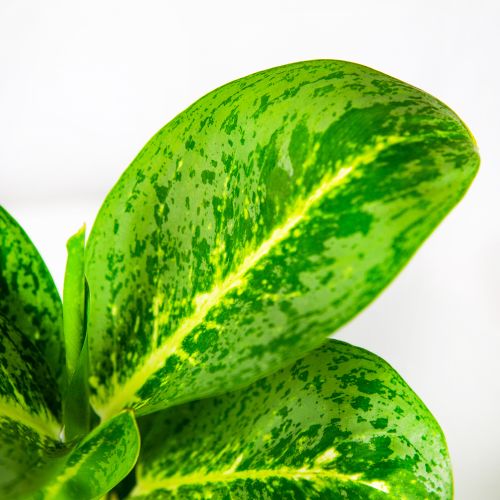 Аглаонема Лемон Минт Aglaonema Lemon Mint 35/12 (Н)