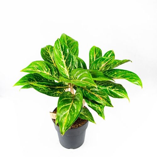 Аглаонема Коко Грин Aglaonema Coco Green 60/19 (Н)