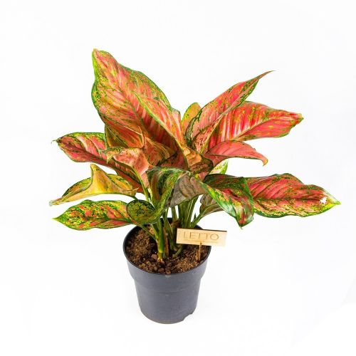 Аглаонема Руби Лав Aglaonema Ruby Love 45/1 (Н)