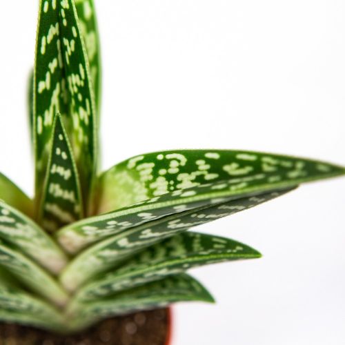 Алоэ пёстрое Aloe variegata Mix 10/8,5 (Н)