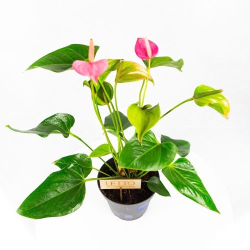 Антуриум Андре Карма Джоли Дуо Anthurium andraeanum Karma Joli Duo  55/17 (Н)