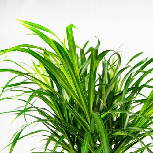 Драцена отогнутая Анита карусель Dracaena reflexa Anita carrousel 90/21