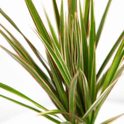 Драцена Биколор на штамбе 15 см Dracaena Bicolor 15 cm stem 40/12