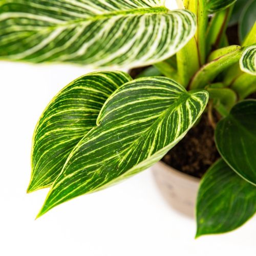 Филодендрон Вайт вейв Philodendron White Wave 30/15 (Н)