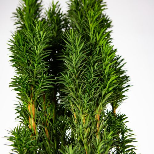 Тис ягодный Фастигиата Робуста 100/+ Taxus baccata Fastigiata Robusta 10л (Н)