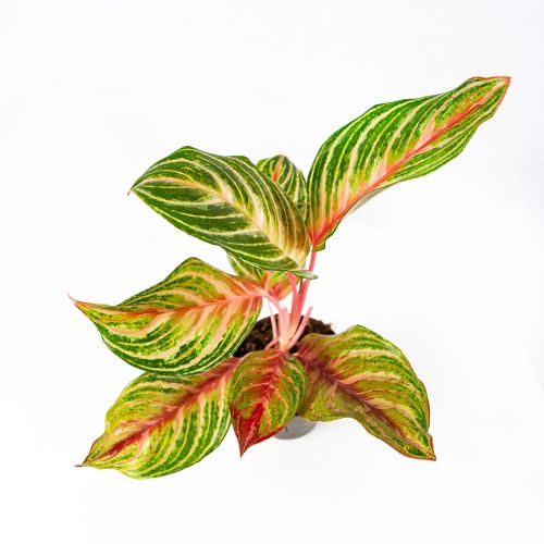 Аглаонема Дримкетчер Aglaonema Dreamcatcher 40/12 (Н)