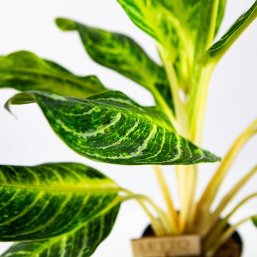 Аглаонема Кейлайм Aglaonema Keylime 17/60 (Н)			