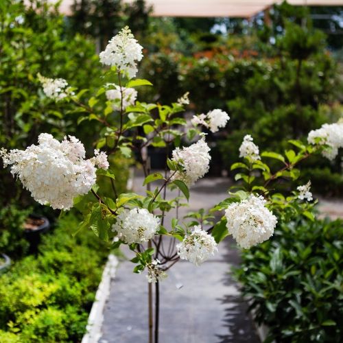 Гортензия метельчатая Ванилла Фрайз ШТАМБ 50/60 Hydrangea paniculata Vanille Fraise 7,5л (Н)