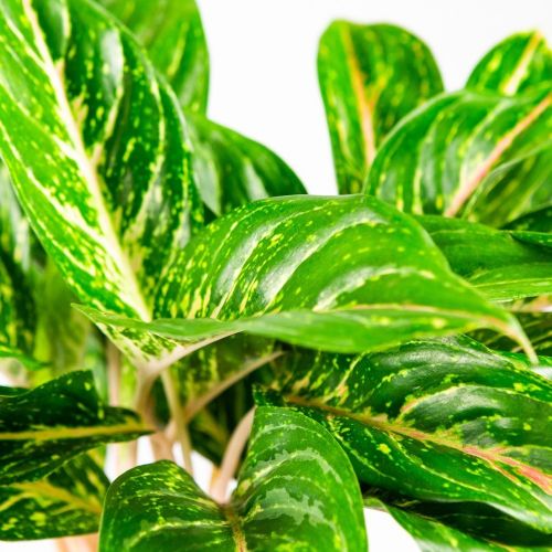 Аглаонема Коко Грин Aglaonema Coco Green 60/19 (Н)