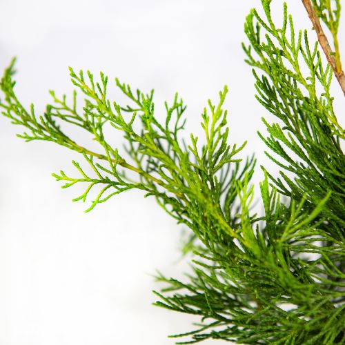 Можжевельник виргинский Канаэрти Juniperus virginiana Canaertii (ЗК)