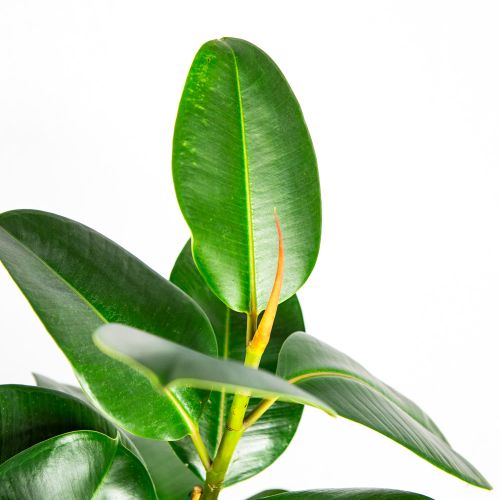 Фикус каучуконосный Робуста 3 ствола Ficus elastica Robusta 3 pp 100/27