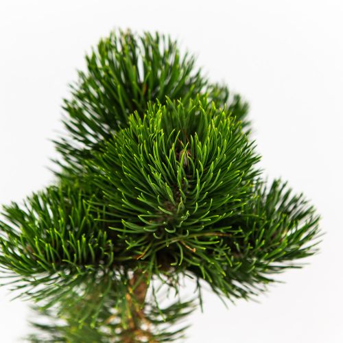 Сосна черная Орегон Грин Pinus nigra Oregon Green 5л (Н)