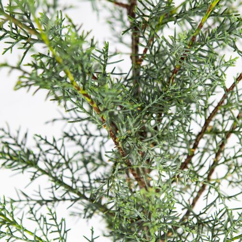 Кипарис аризонский с15 100/120 Cupressus arizonica (И)