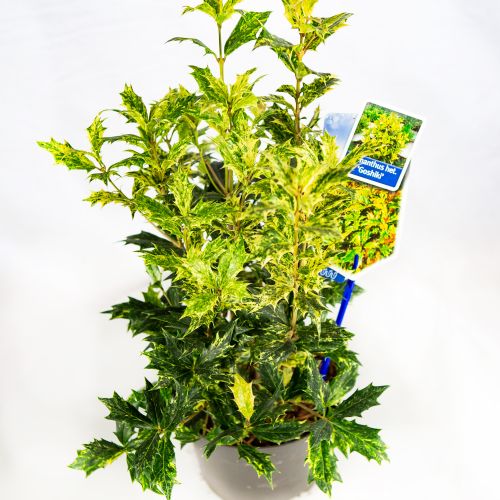 Османтус разнолистный Гошики Osmanthus heterophyllus Goshiki 25/13 (Н)