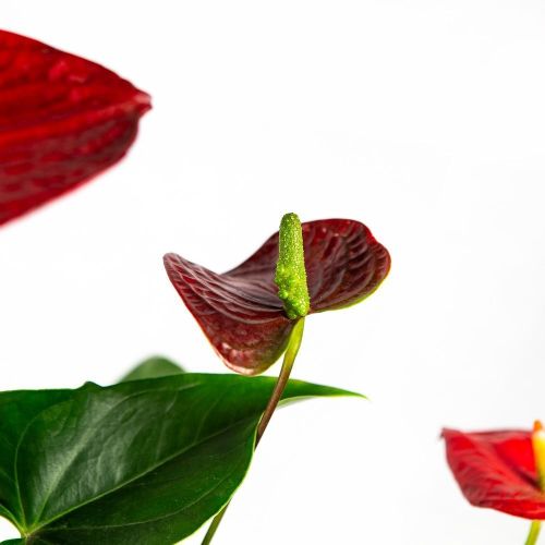 Антуриум Андре Алоха Ред Anthurium andraeanum Aloha Red 50/14 (Н)