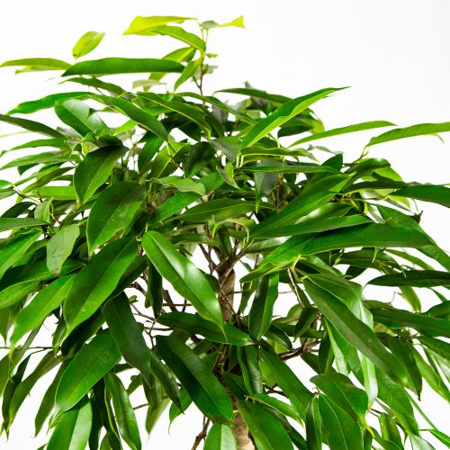 Фикус биннендийка Амстел Кинг на штамбе Ficus binnendijki Amstel King on stem 140/31