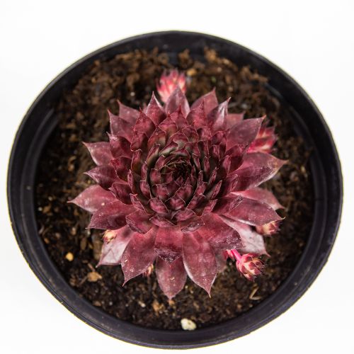 Молодило микс Sempervivum mix /17