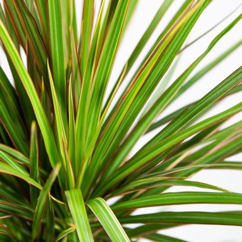 Драцена Биколор карусель Dracaena Bicolor 45-carrousel 100/21 (Н)