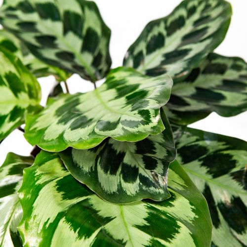 Калатея Calathea Kennedy 40/14