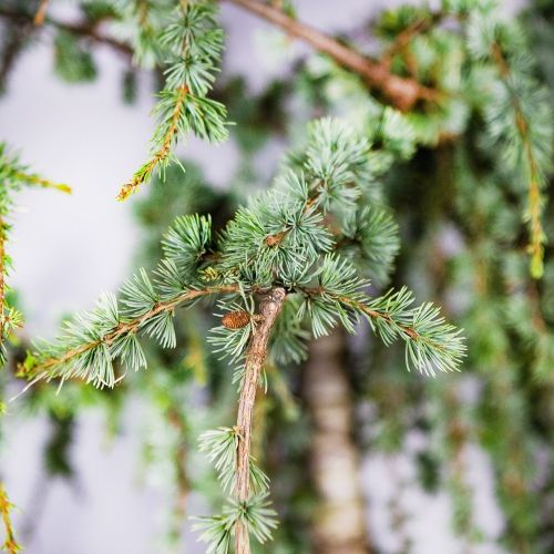 Кедр атласский Glauca Pendula 12/14 Cedrus atlantica Glauca Pendula (И)