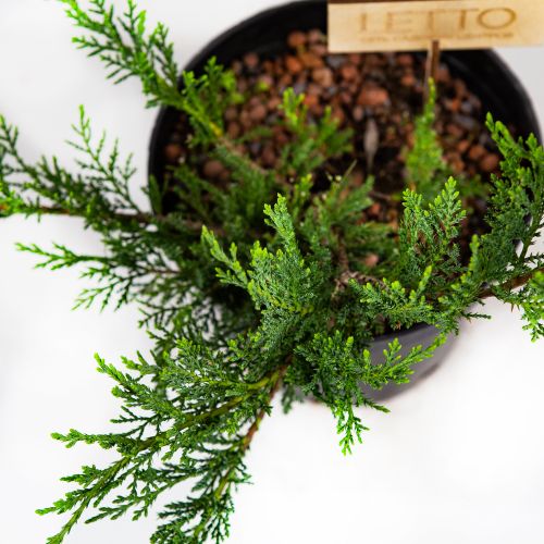 Можжевельник казацкий Тамарисцифолия Juniperus sabina Tamariscifolia 3л