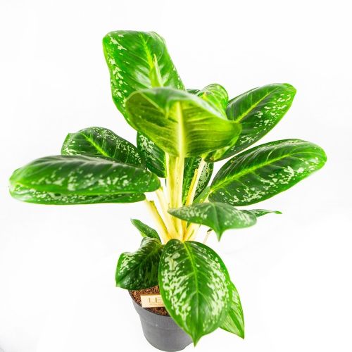 Аглаонема Оникс Грин Aglaonema Onyx Green 50/19 (Н)