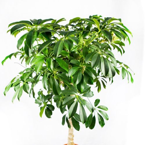 Шеффлера древесная на штамбе Schefflera Arboricola On Stem 140/24 (Н)