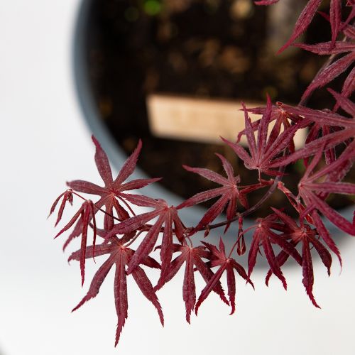 Клен дланевидный Бладгуд Acer palmatum Bloodgood 15л (Н)