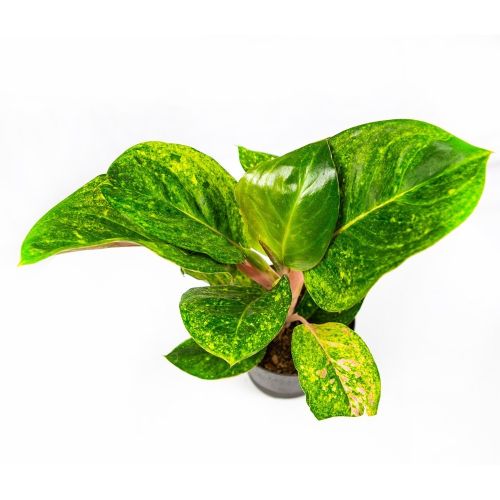 Аглаонема Эйпл Грин Aglaonema Apple Green 35/12 (Н )