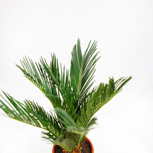 Саговник поникающий Cycas revoluta 10+ 45/14 (Н)