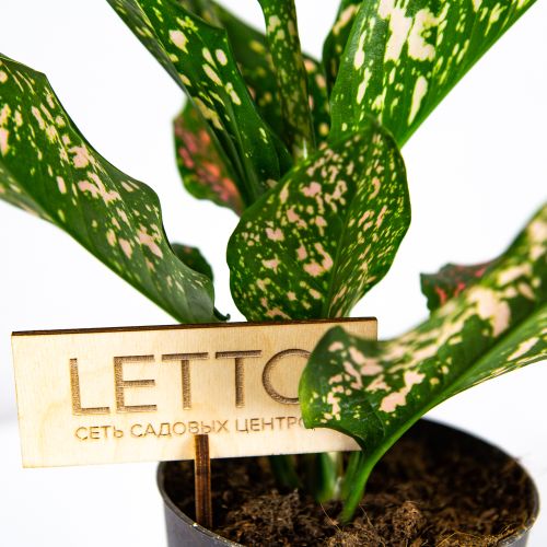 Аглаонема Пинк Леопард Aglaonema Pink Leopard 30/12 (Н)