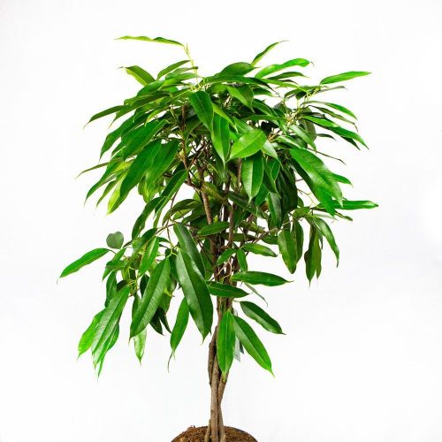 Фикус биннендийка Амстел Кинг переплетенный Ficus binnendijki Amstel King twisted stem 100/24