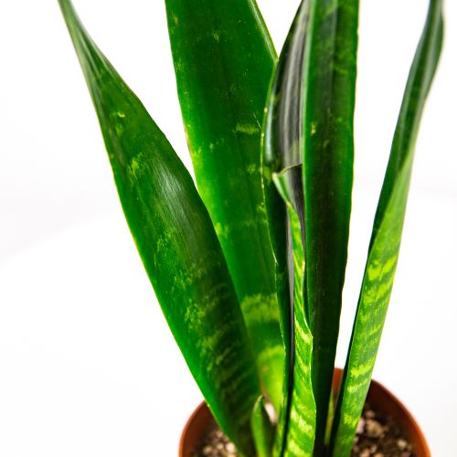 Сансевиерия Блэк Корал Sansevieria Black Coral 35/12 (Н)