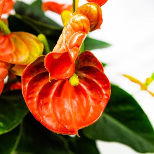 Антуриум Андре Оранж Чемпион Anthurium andraeanum Orange Champion 7+ 45/14 (Н)