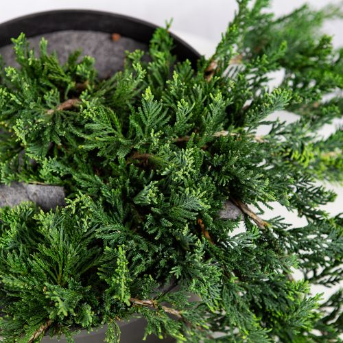 Можжевельник горизонтальный Вилтони Juniperus horizontalis Wiltonii 10л (ЗК)