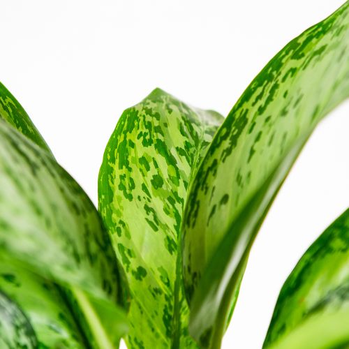 Аглаонема Гринлайт Aglaonema Greenlight 55/17 (Н)