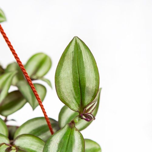 Традесканция Зебрина Tradescantia Zebrina п/к 2,5л