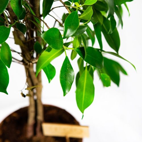 Фикус Бенджамина Нитида карусель на штамбе Ficus Be Nitida Carroussel on stem 80/21 (Н)