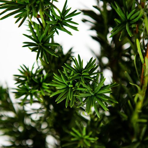 Тис ягодный Фастигиата Робуста 80/+ Taxus baccata Fastigiata Robusta 7,5л (Н)