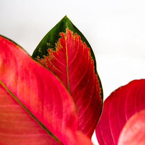 Аглаонема Ред Джой Aglaonema Red Joy 30/12 (Н)